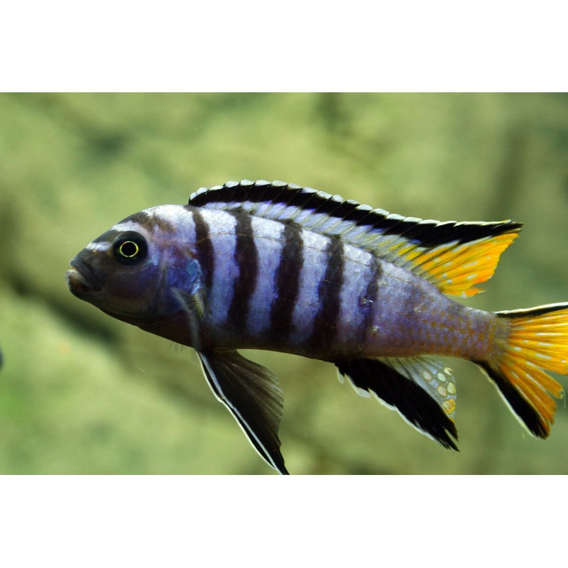 Slender mbuna – Pseudotropheus elongatus