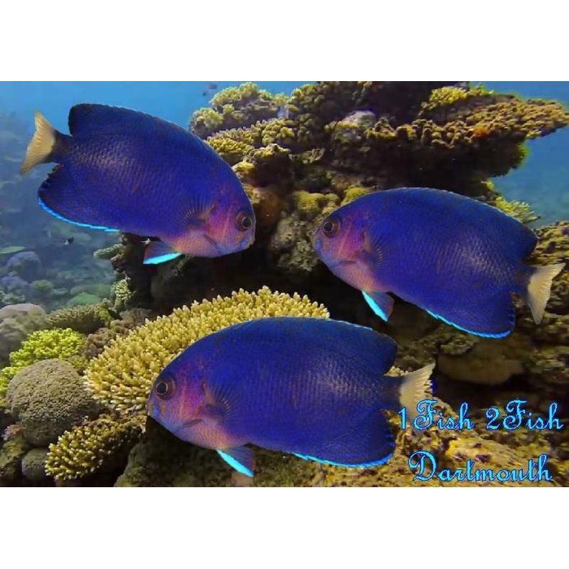 Yellowtail Pygmy Angelfish “Centropyge flavicauda”