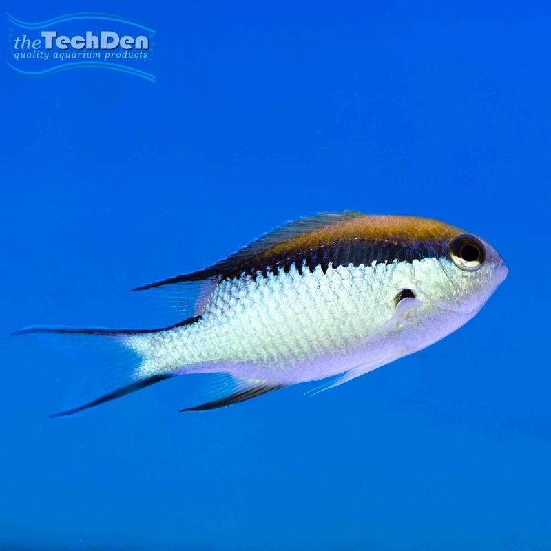 Barrier Reef Chromis – (No Online Purchases)