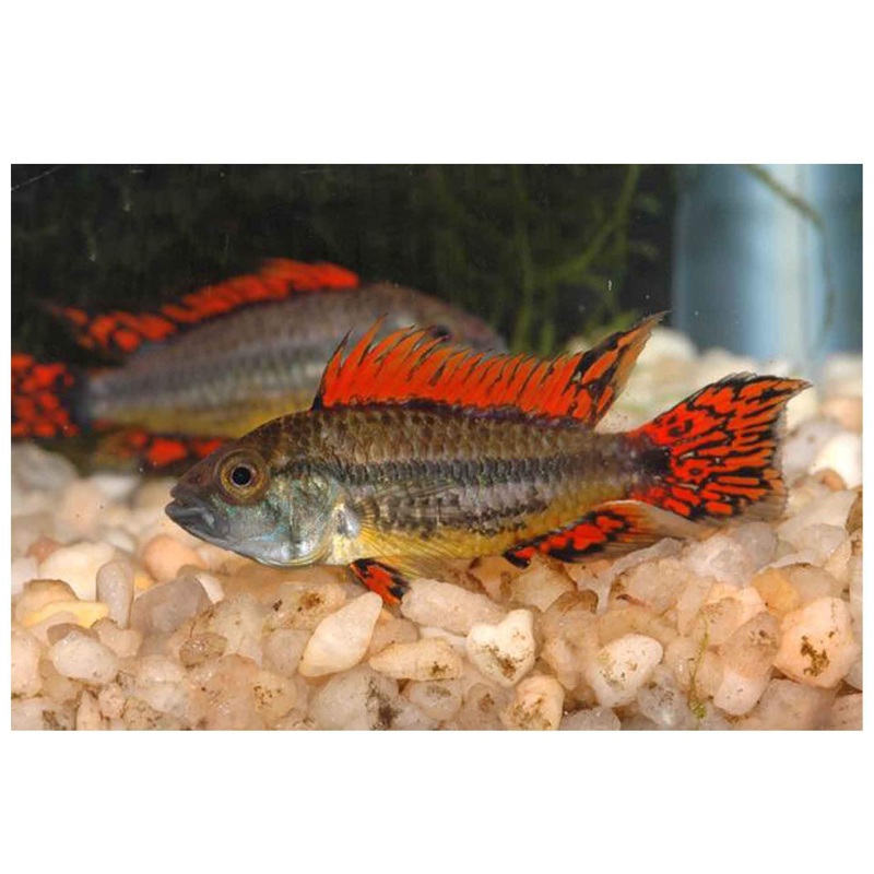 Cacatuoides Apistogramma Super Red  – (No Online Purchases)