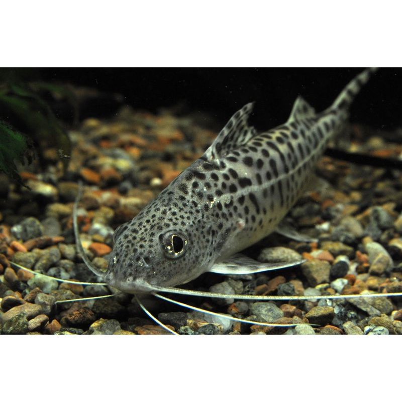 Pictus Catfish “Pimelodus pictus”