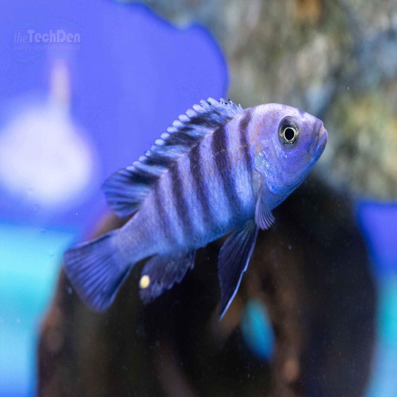 Afra Cobue Cichlid (Cynotilapia Afra Cobue) – (No Online Purchases)