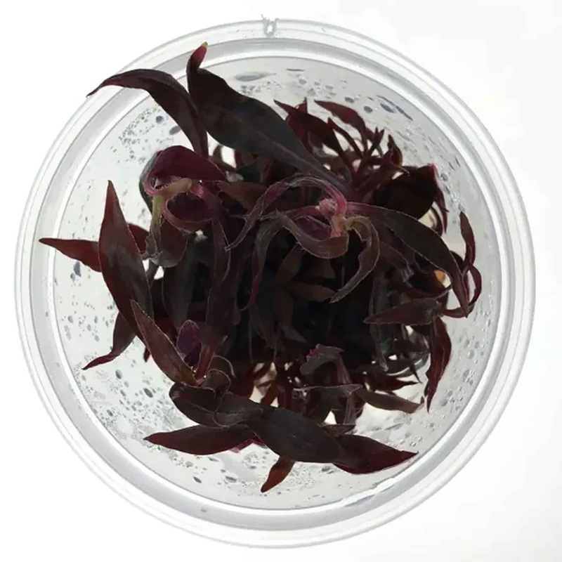 Alternanthera Reineckii Live Plant – Tissue Culture