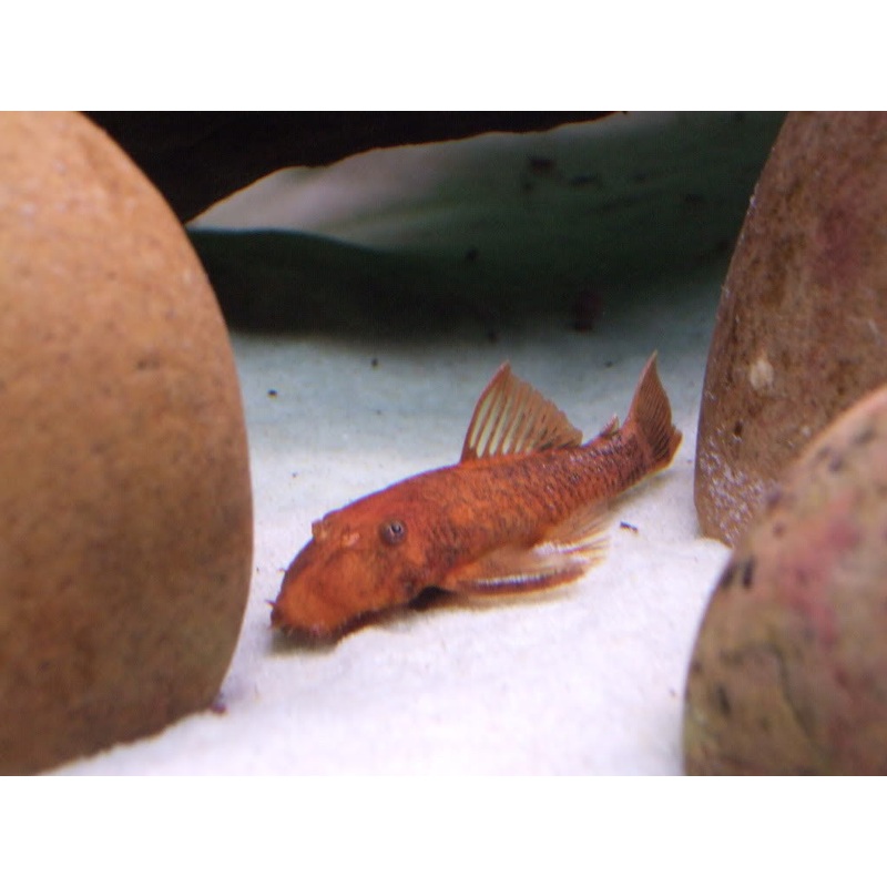 German Red Bushynose Pleco – “Local”