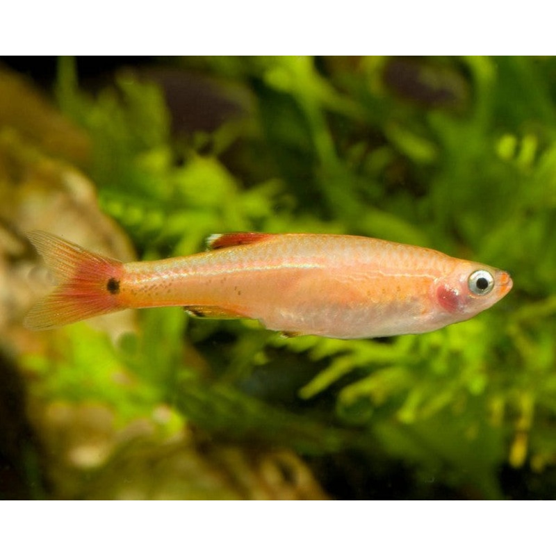 White cloud mountain minnow (Tanichthys albonubes / Golden)