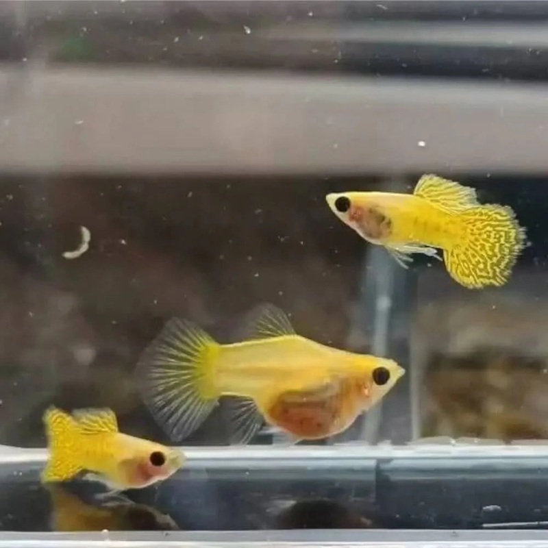 Yellow Lace Glass Belly Guppy Pair