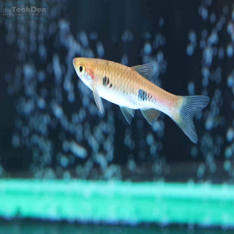 Clown Rasbora (R.Kalochroma) – (No Online Purchases)
