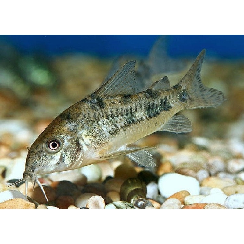 Peppered Cory Catfish “Corydoras paleatus”