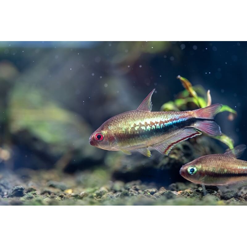Rainbow Tetra