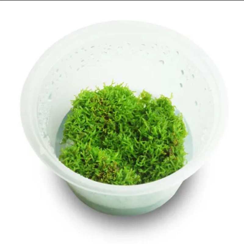 Riccia – Live Plant – Tissue Culture