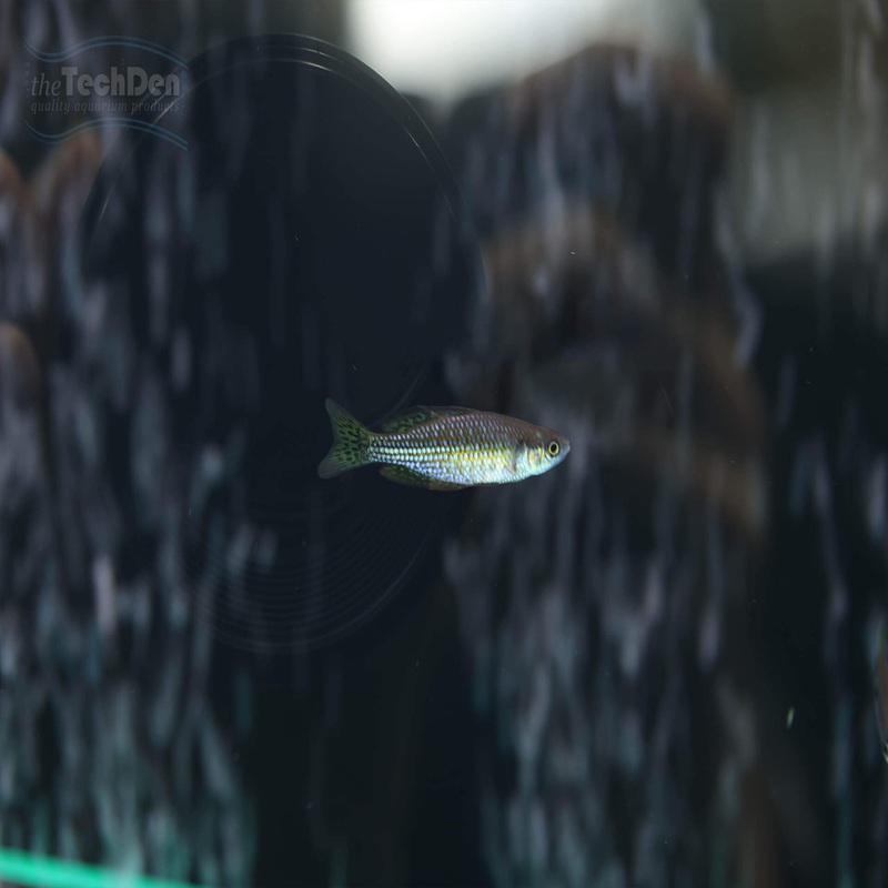 Barcoo River Rainbows (Melanotaenia Splendida Tatei) – (No Online Purchases)