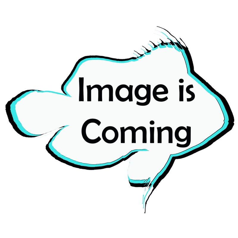 Humbug Damsel – (No Online Purchases)