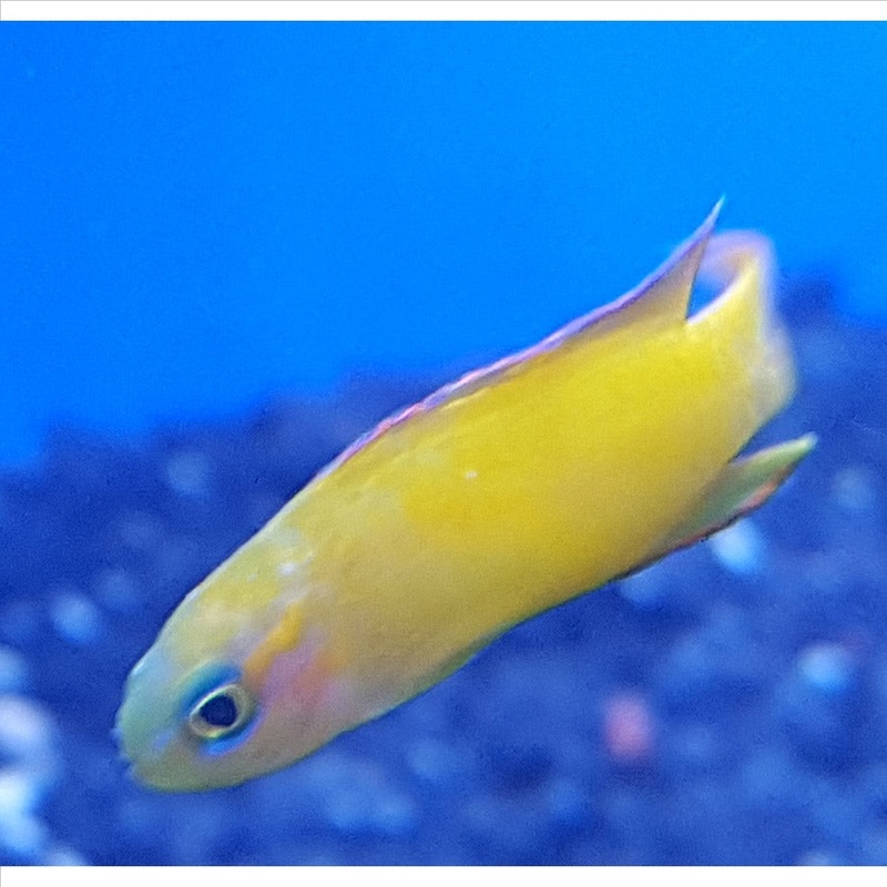 Yellow Assessor – (No Online Purchases)