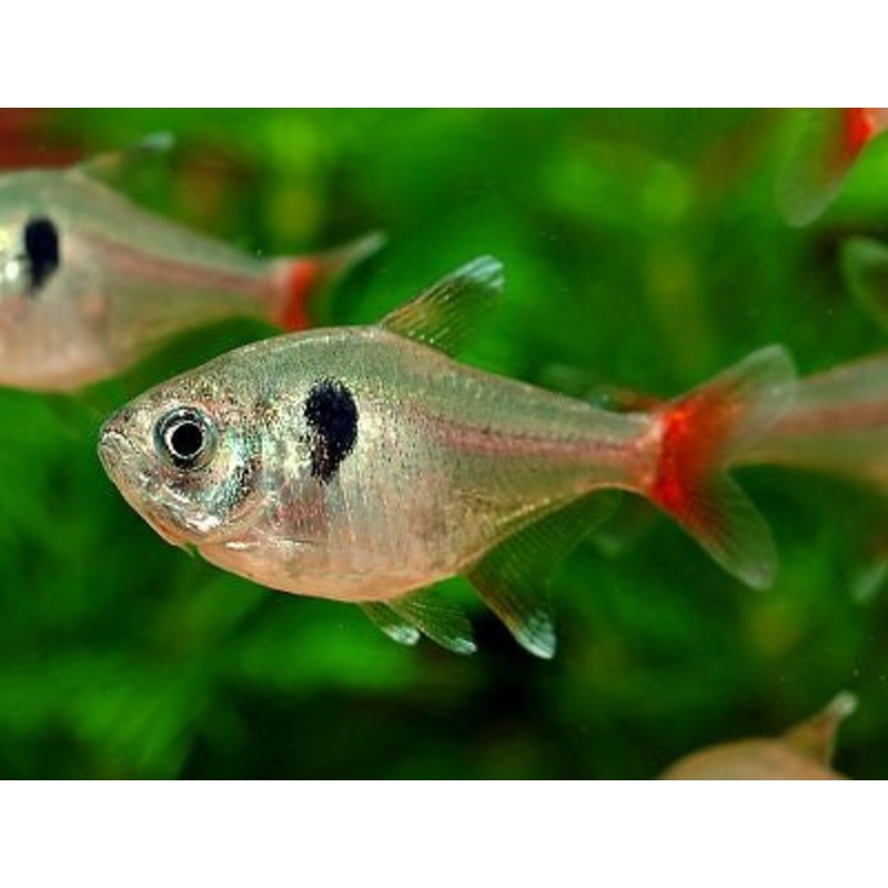 Yellow Phantom Tetra “Hyphessobrycon roseus”