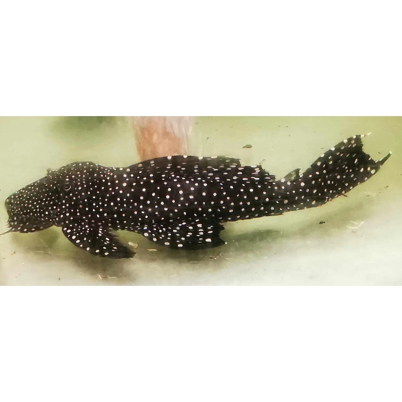 L240 Spotted Vampire Pleco