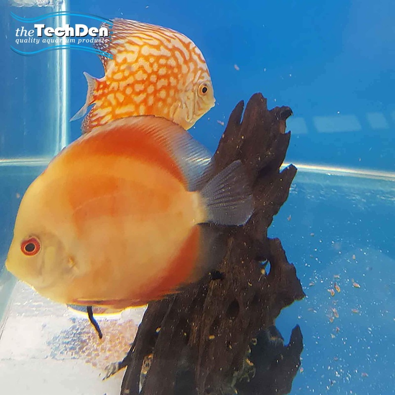 Assorted Discus 5cm – (No Online Purchases)