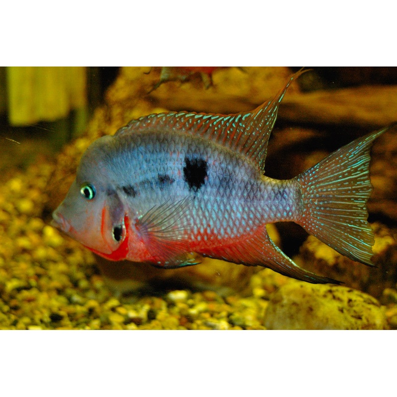 Firemouth Cichlid “Thorichthys meeki”