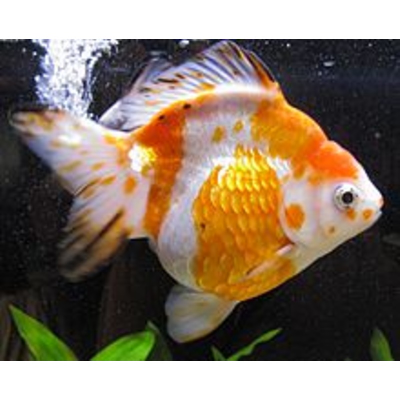 Sakura Ryukin Goldfish