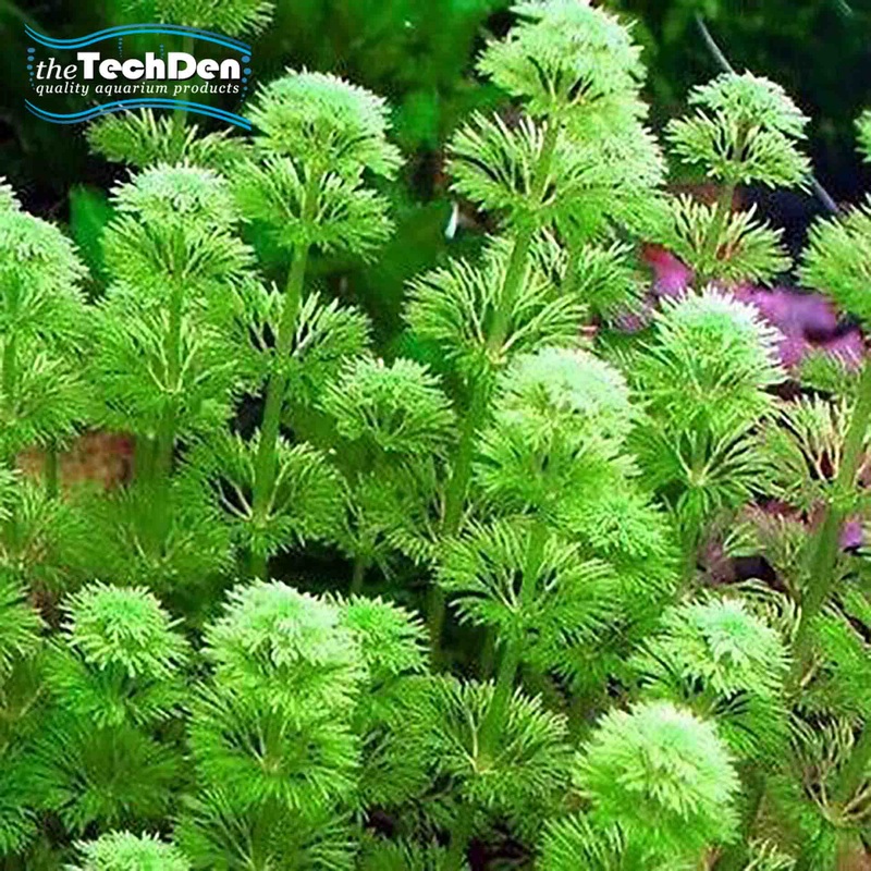 Plant Bunches $16 – True Aquatic – Submersed Grown – (No Online Purchases)