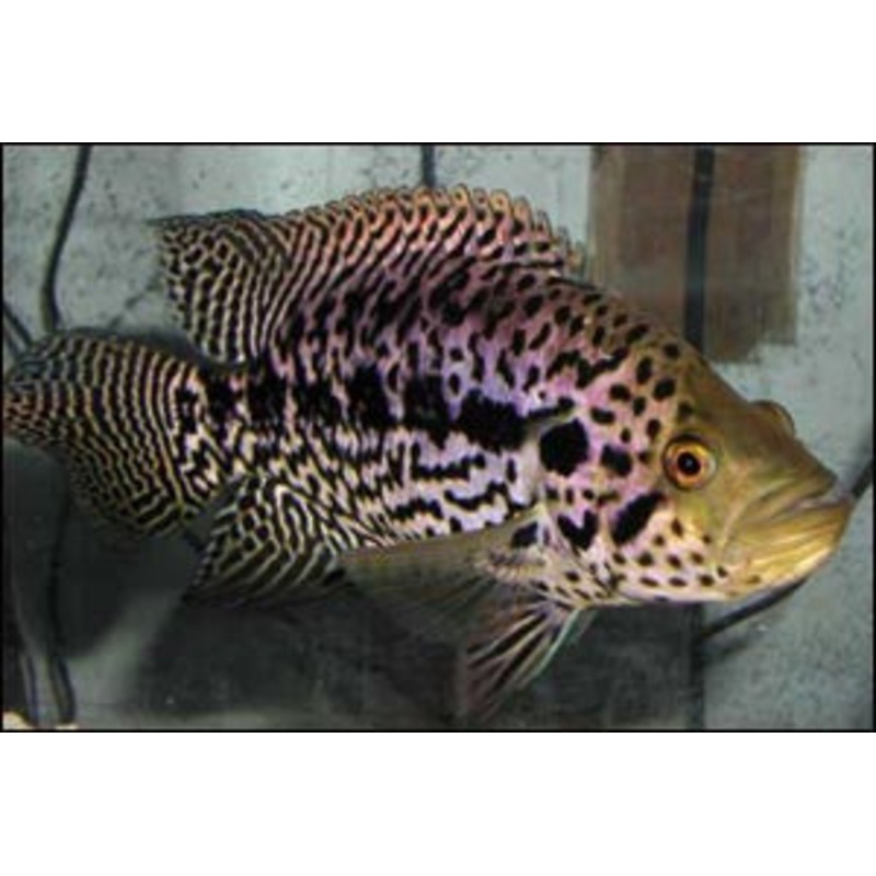Jaguar Cichlid “Parachromis managuensis”