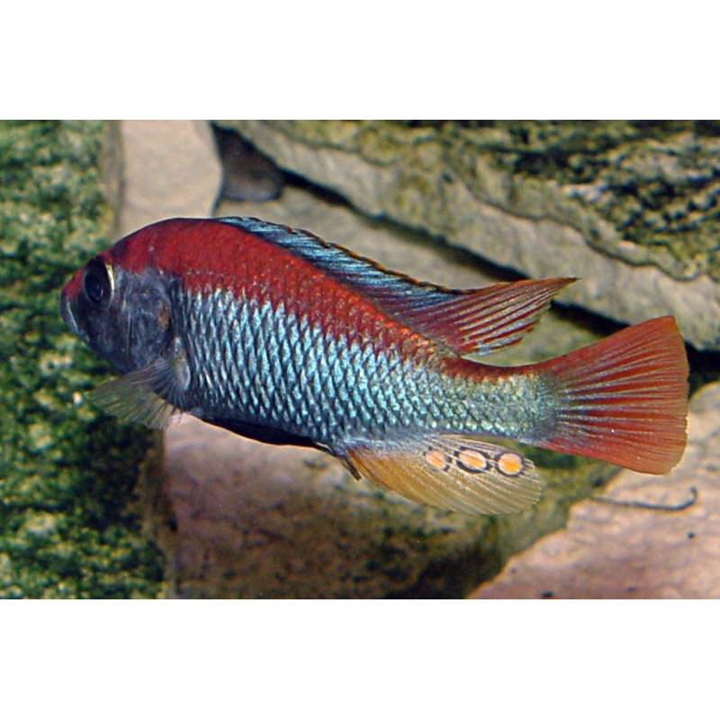 Victorian Flameback Cichlid “Haplochromis sp.”