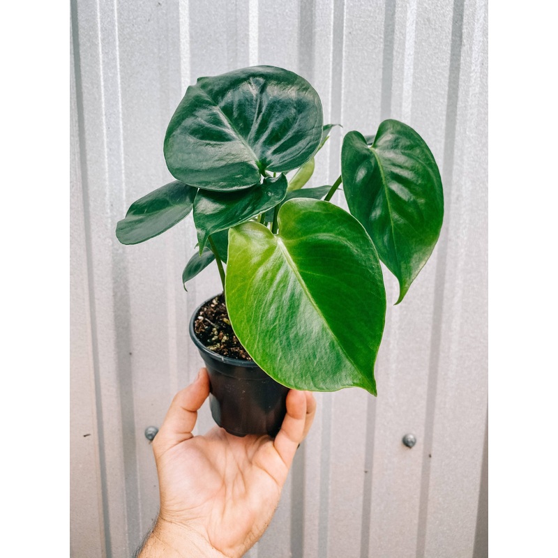 4″ Monstera Deliciosa’