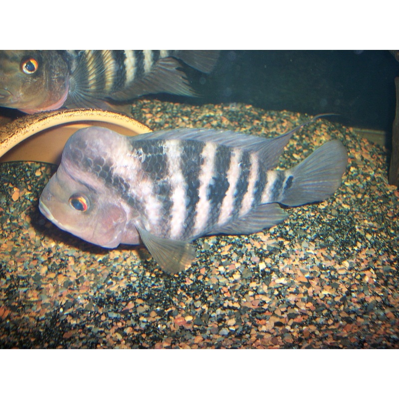 FH Red Isletas “Amphilophus sp.”