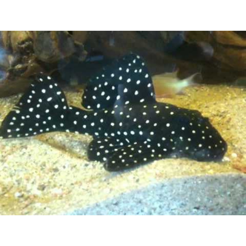 L102 – Snowball Pleco – “Hypancistrus Inspector”