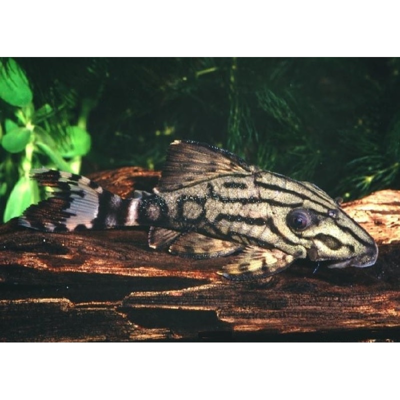 L191 – Broken Line Royal Pleco “Panaque sp.”