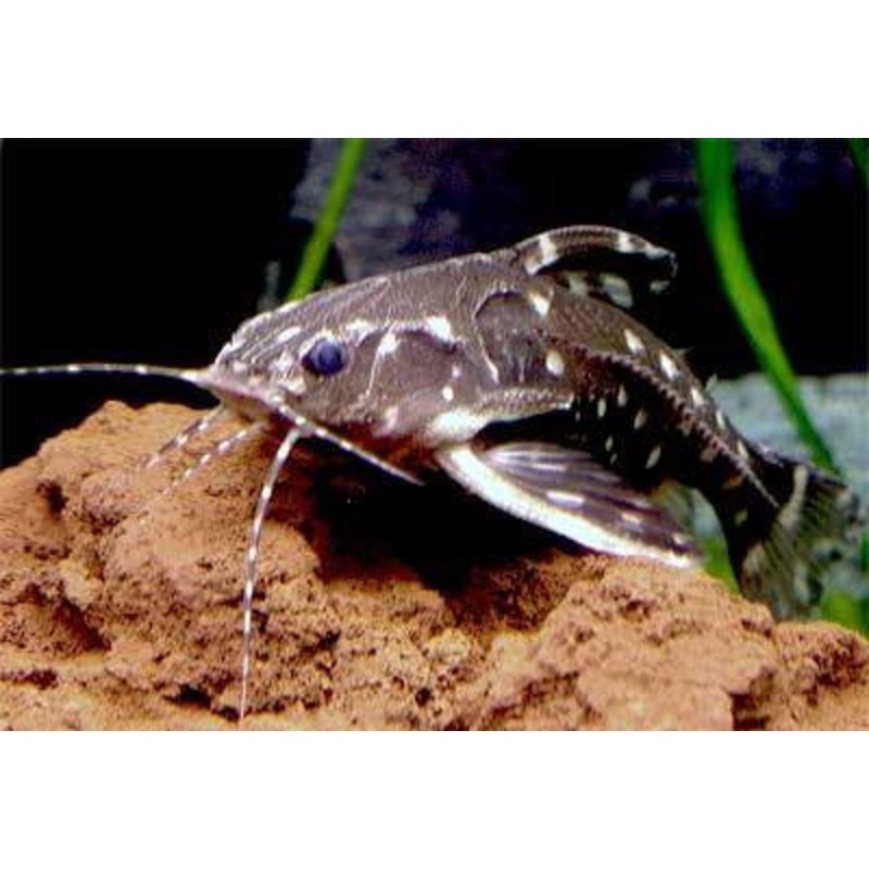 Spotted Raphael Catfish – “Agamyxis pectinifrons”