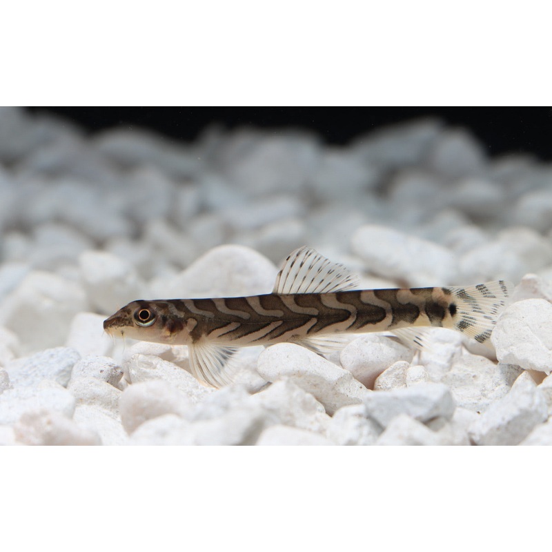 Zodiac Loach