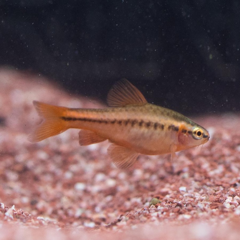 Cherry Barb – (No Online Purchases)