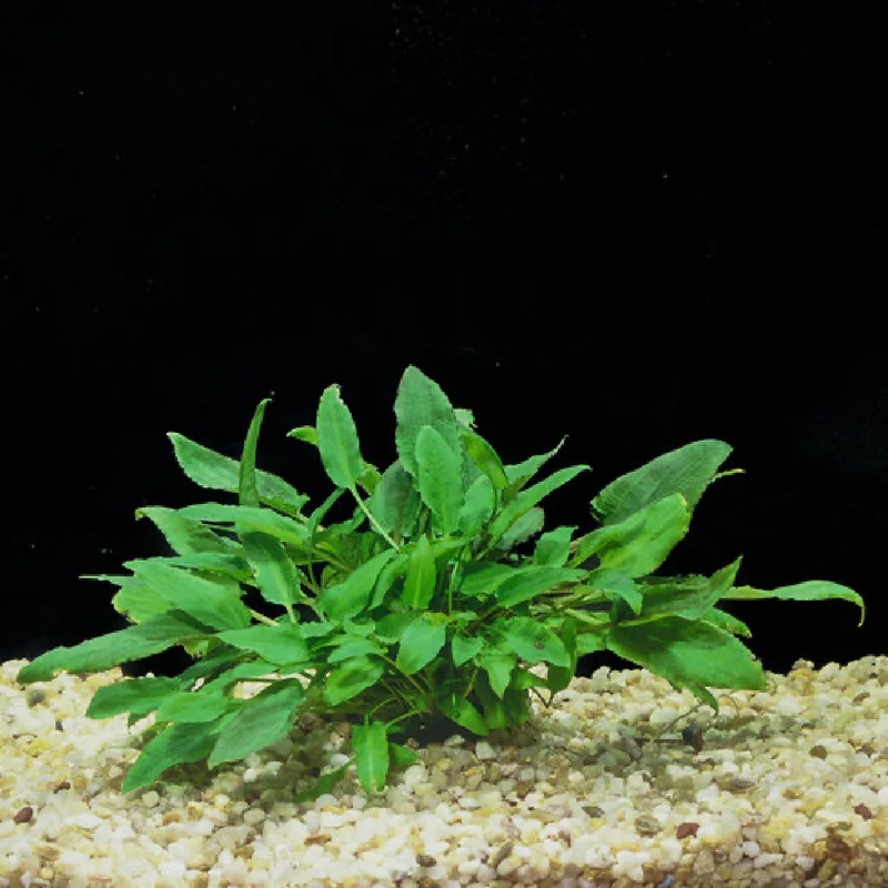 Cryptocoryne Wendtii Green