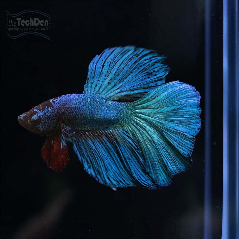 Male Betta $15 – (No Online Purchases)