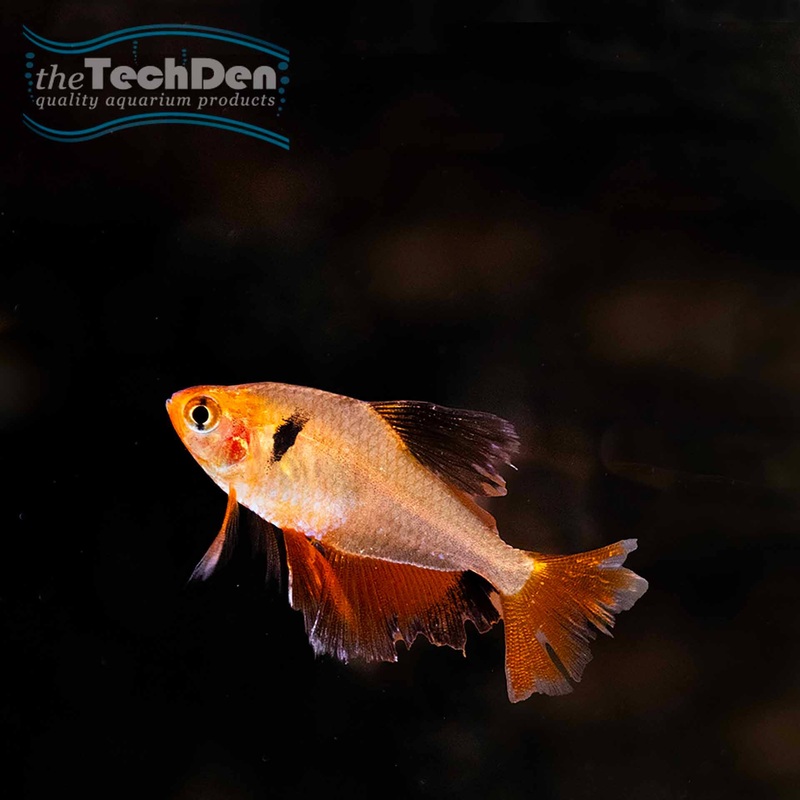 Longfin Serpae Tetra – (No Online Purchases)