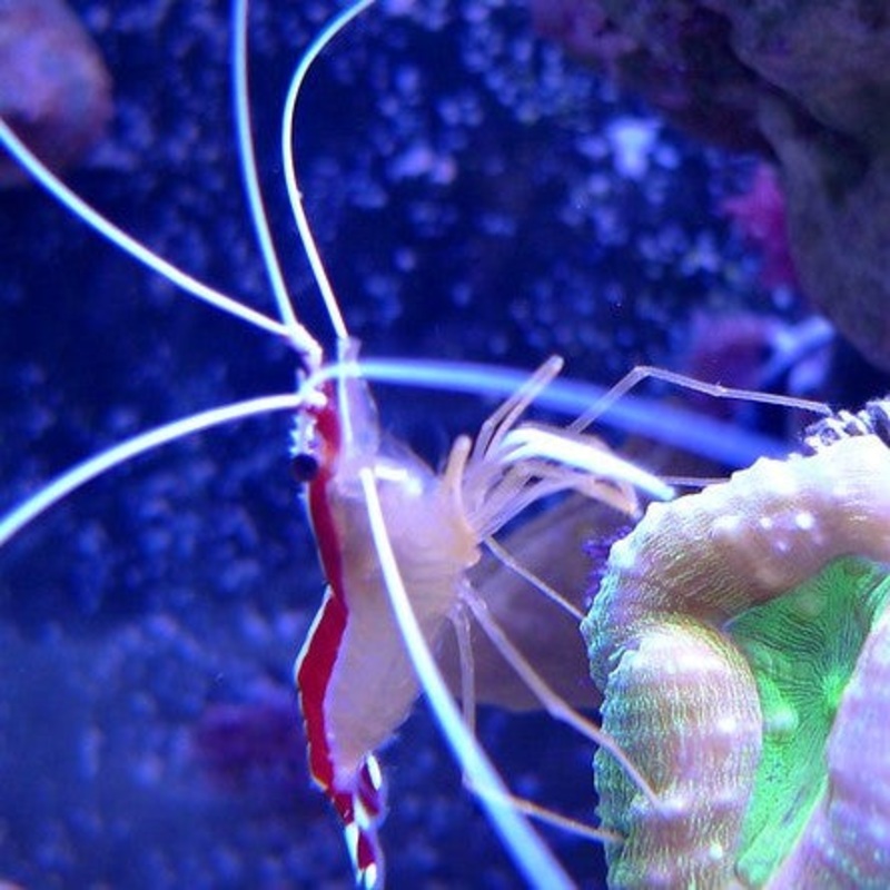 Red Line Cleaner Shrimp  – (No Online Purchases)
