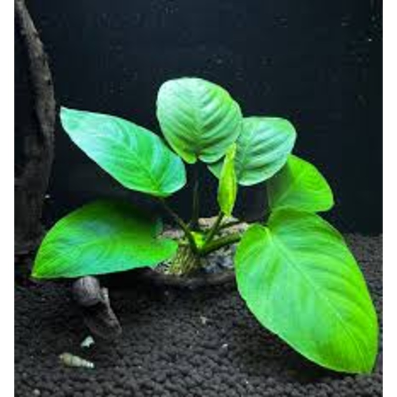 Anubias Barteri Broad Leaf
