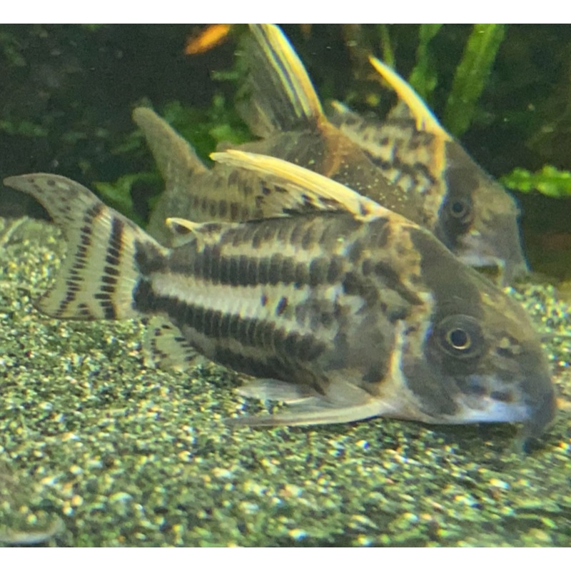 Corydoras schwartz