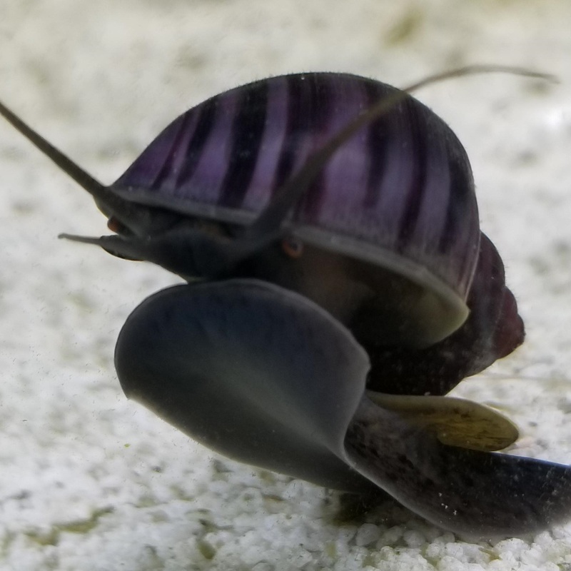 Purple Mystery Snails – (No Online Purchases)
