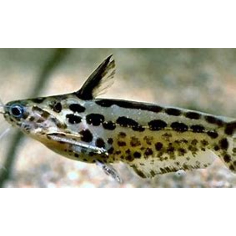 Pygmy Driftwood Catfish