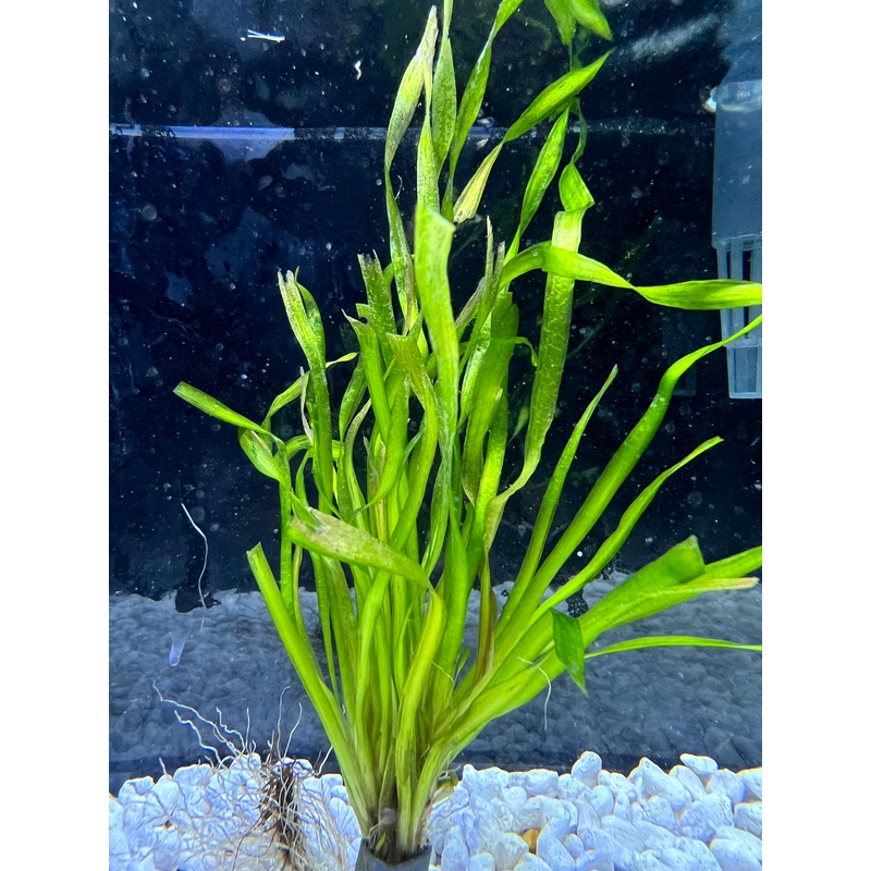 Vallisneria Contortion