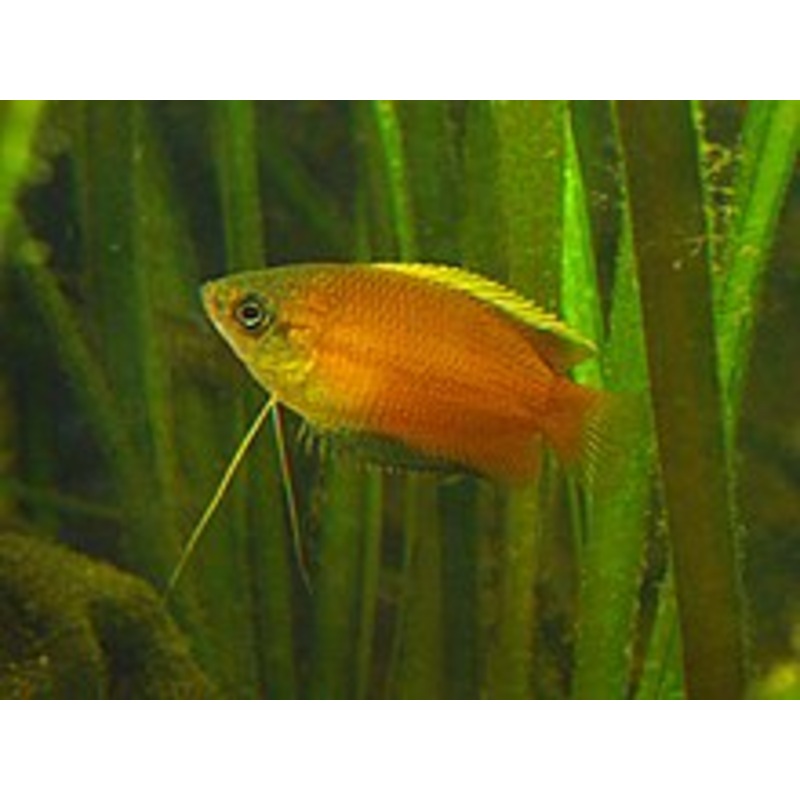 Honey Gourami