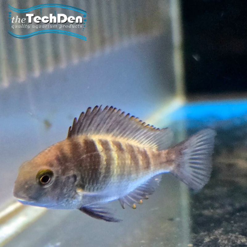 Tropheus Ikola – (No Online Purchases)