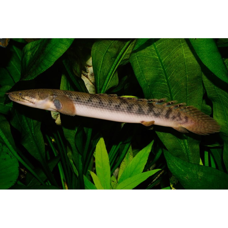 Bichirs “Polypterus species”