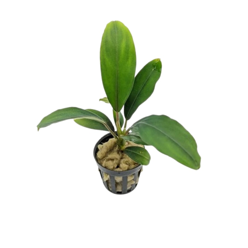 Bucephalandra: Green Broad Leaf