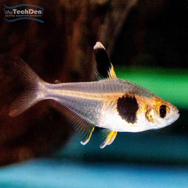 Coffee Bean Tetra – (No Online Purchases)