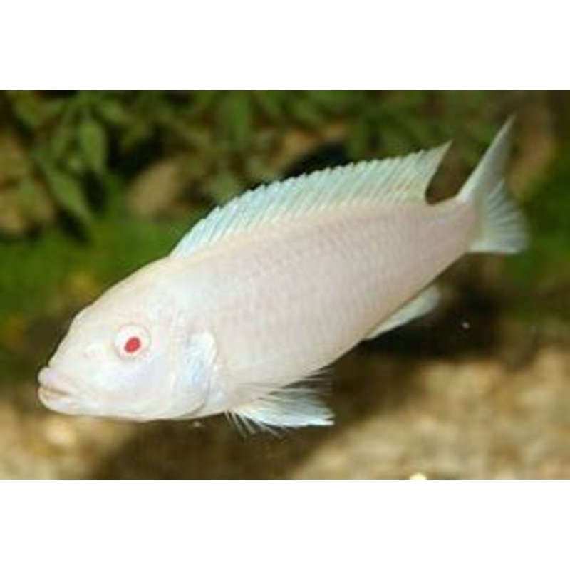 Mbuna-Snow White Socolofi