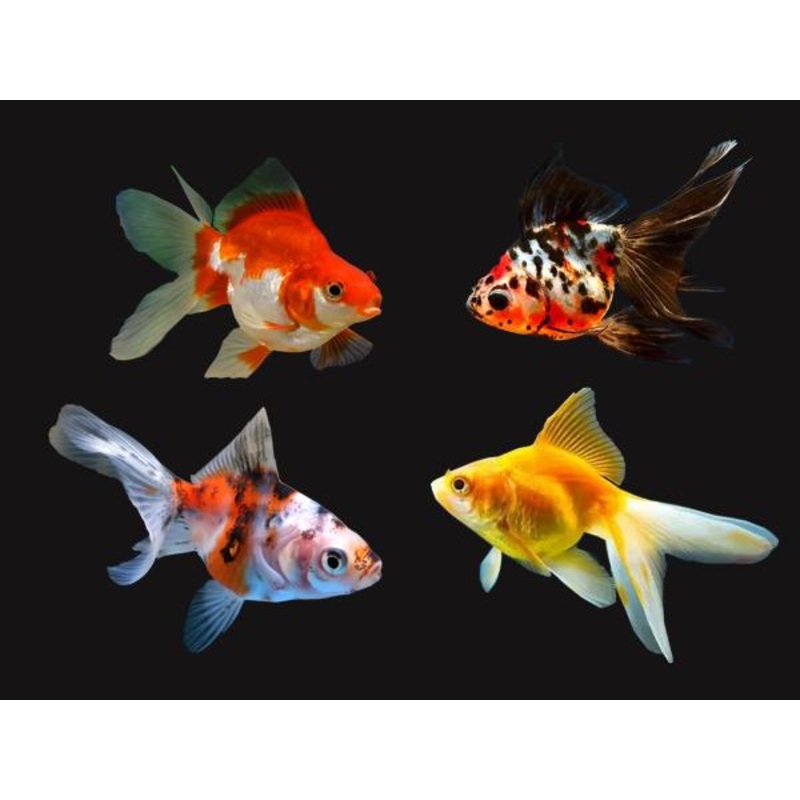 Fantail Goldfish