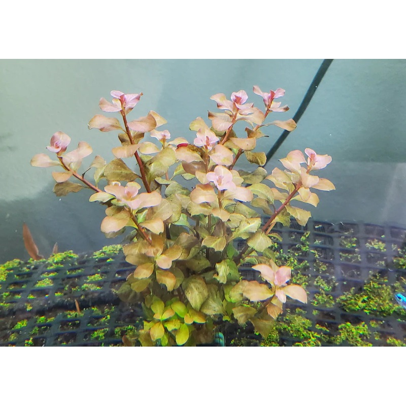 Ludwigia: Ovalis