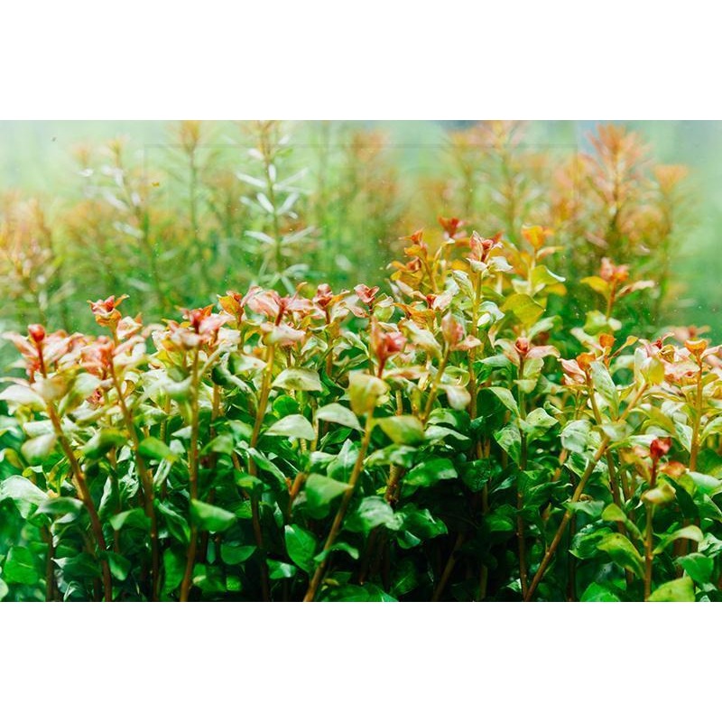 Ludwigia Senegalensis Guinea